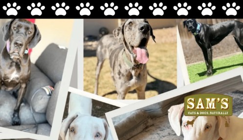 Collage of rescued Great Danes with Sam&rsquo;s Cats & Dogs logo representing a rescue story and adoption journey.