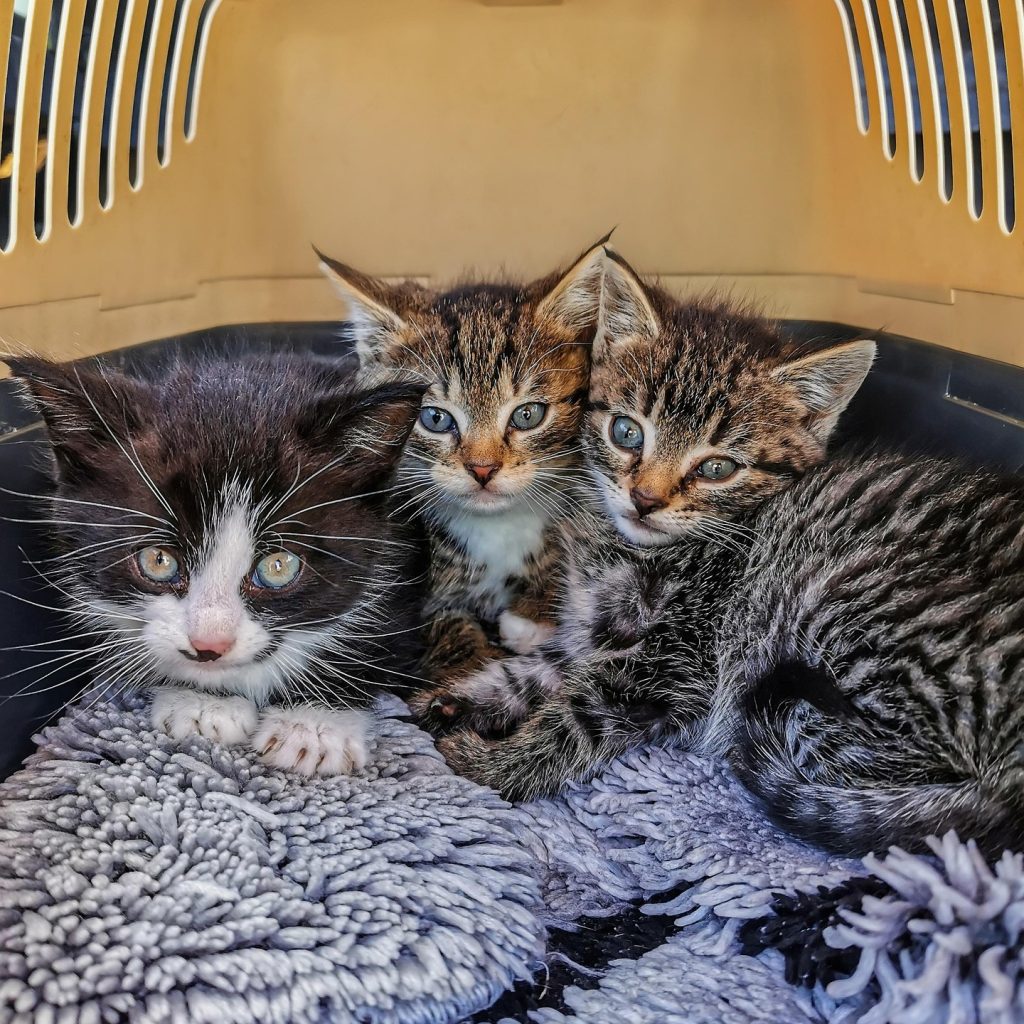 Three kittens sitting inside a pet carrier on a soft blanket during transport