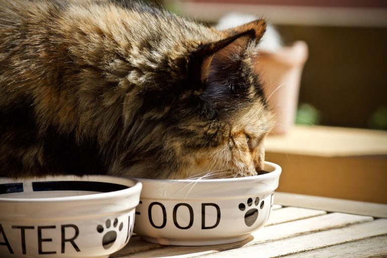 Long-haired cat eating from a ceramic food bowl next to a water dish indoors