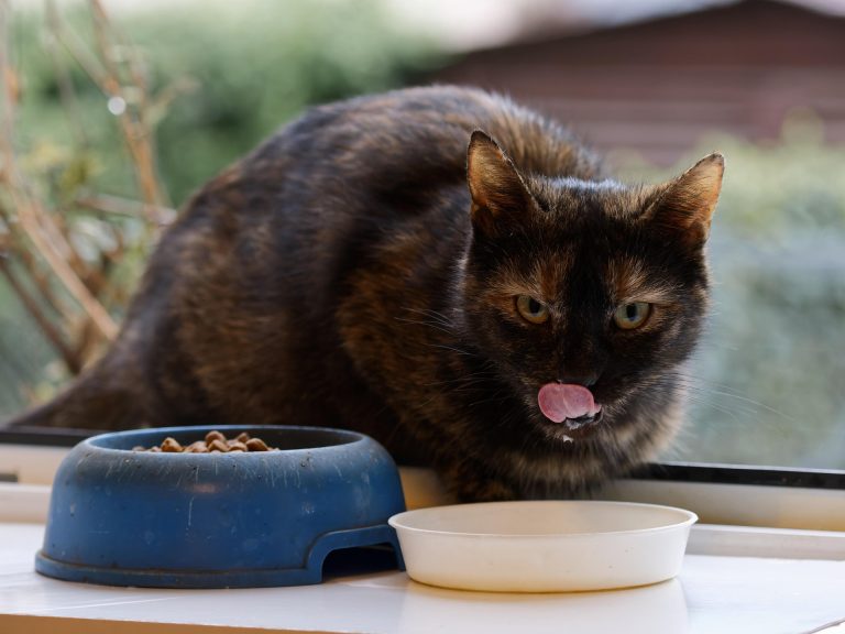 Tortoiseshell cat eating dry food from bowls on an elevated outdoor surface