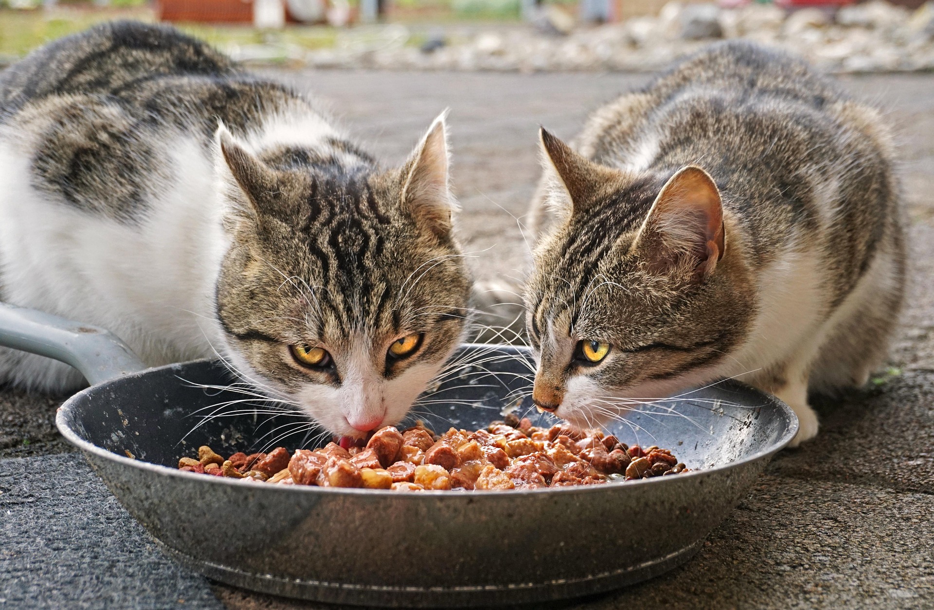 Two tabby cats eating wet and dry cat food from a metal dish outdoors