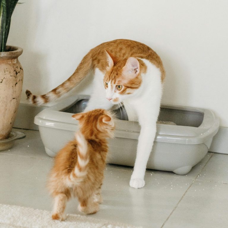 Adult cat stepping out of a litter box while a kitten approaches nearby indoors