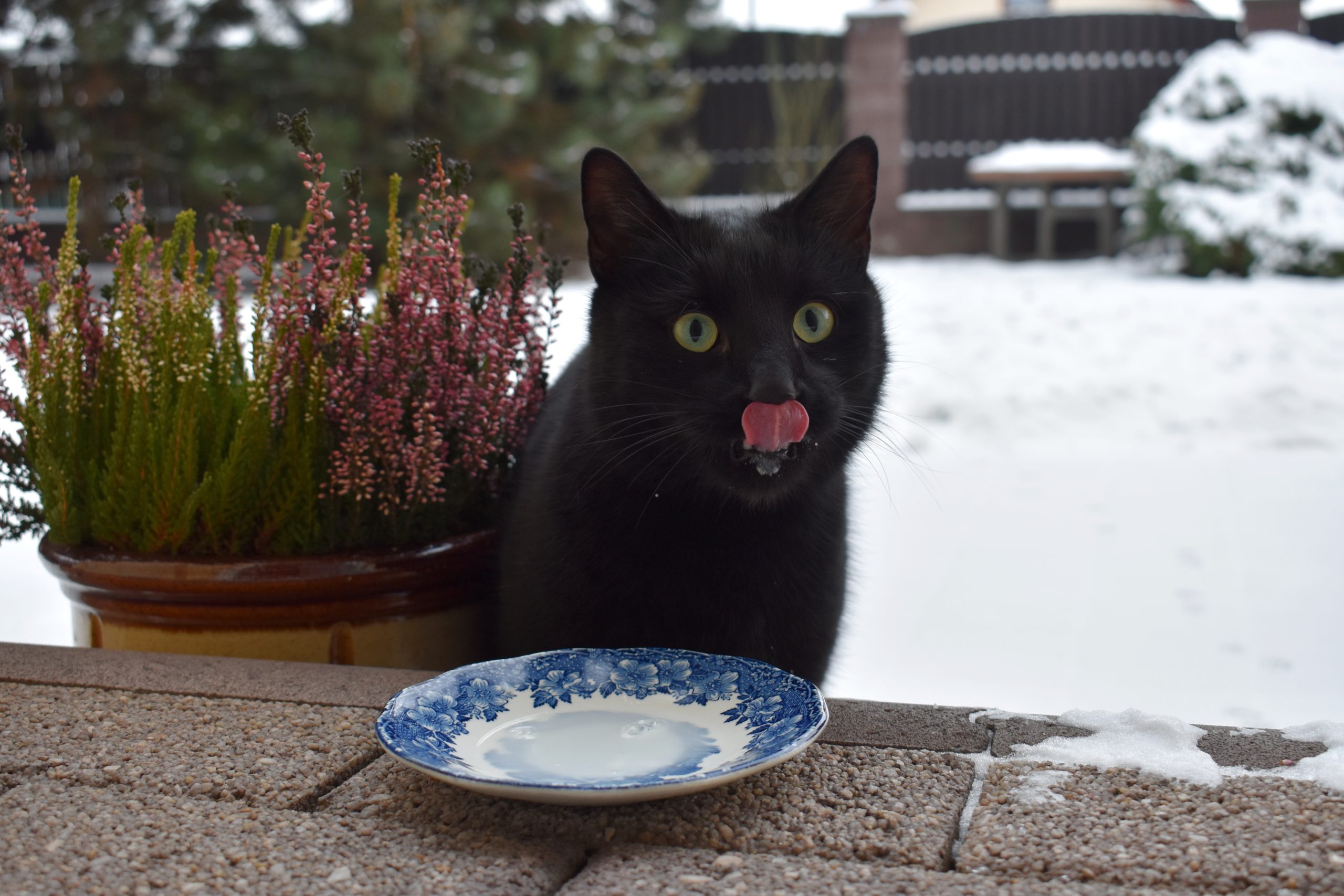 Black cat licking its lips near a small dish of milk outdoors in a snowy yard