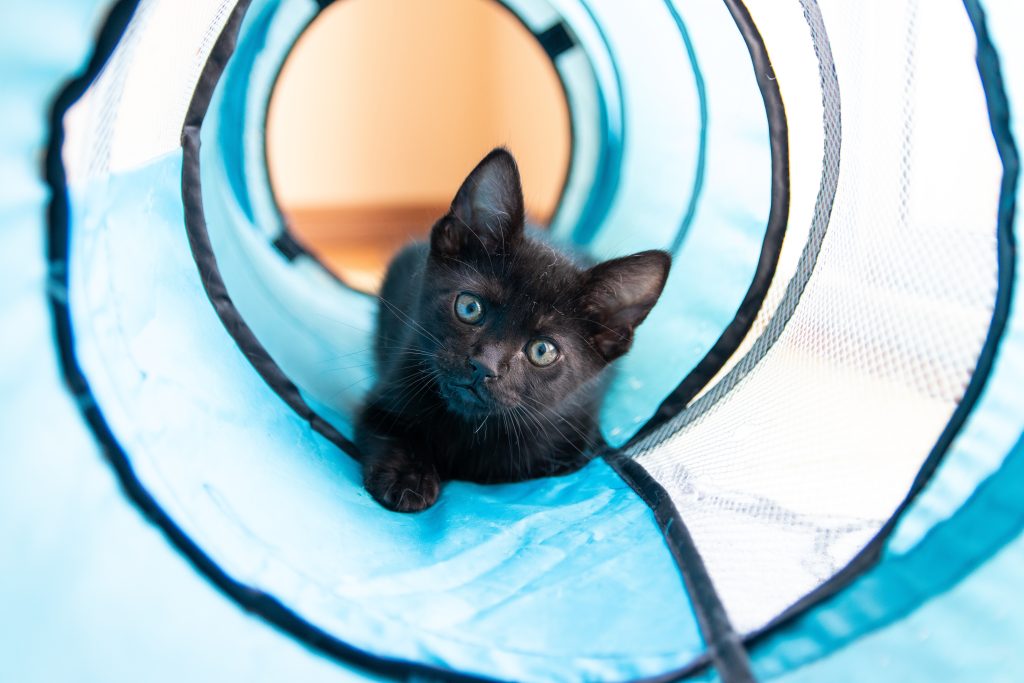 Black kitten playing inside a blue tunnel toy looking toward the camera