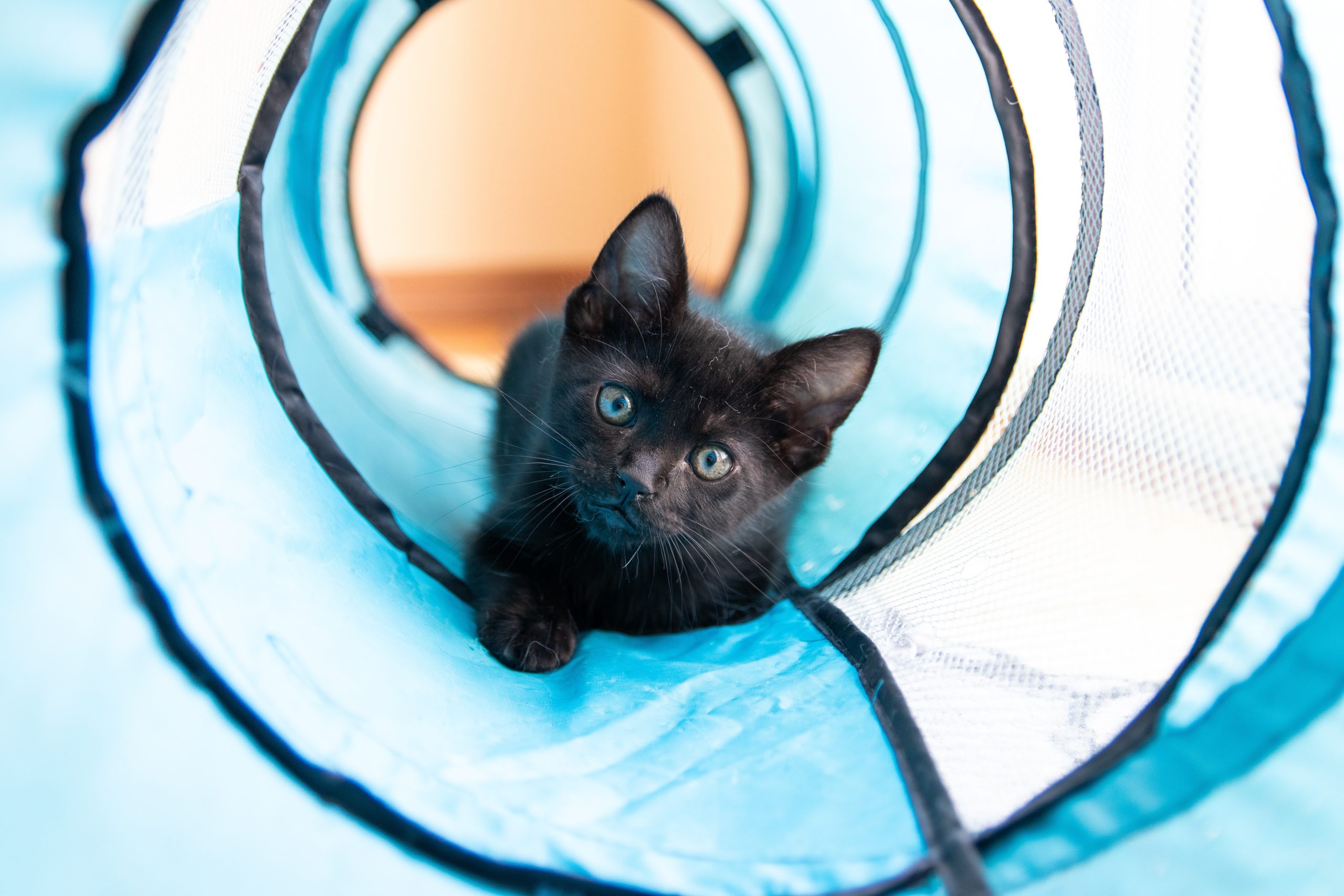 Black kitten playing inside a blue tunnel toy looking toward the camera