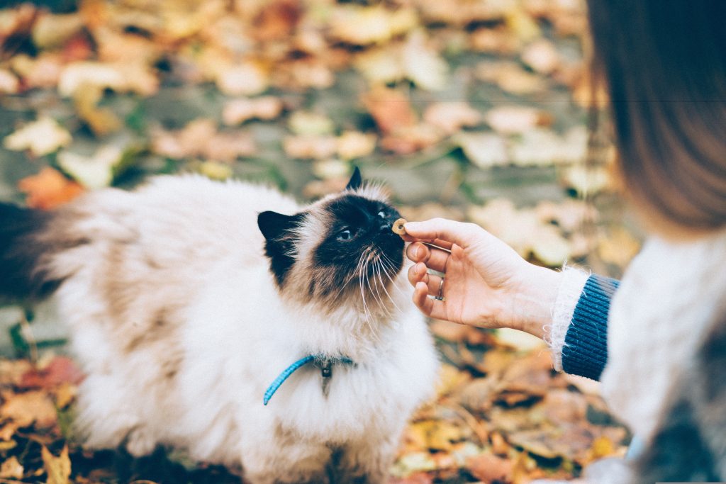 Person giving a small treat to a fluffy cat outdoors on a leash