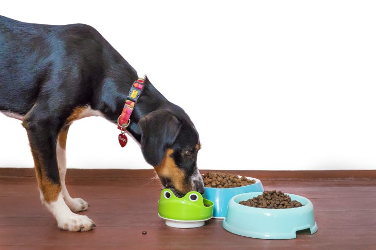 Dog eating from food bowls to demonstrate proper feeding and nutrition for new dog owners