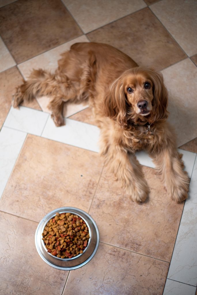 Dog eating from a bowl demonstrating proper feeding setup with pet food dish