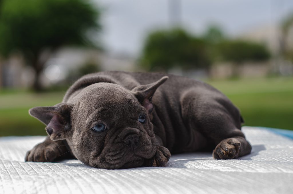Puppy lying on a training pee pad, representing indoor potty training and routine building for new dogs