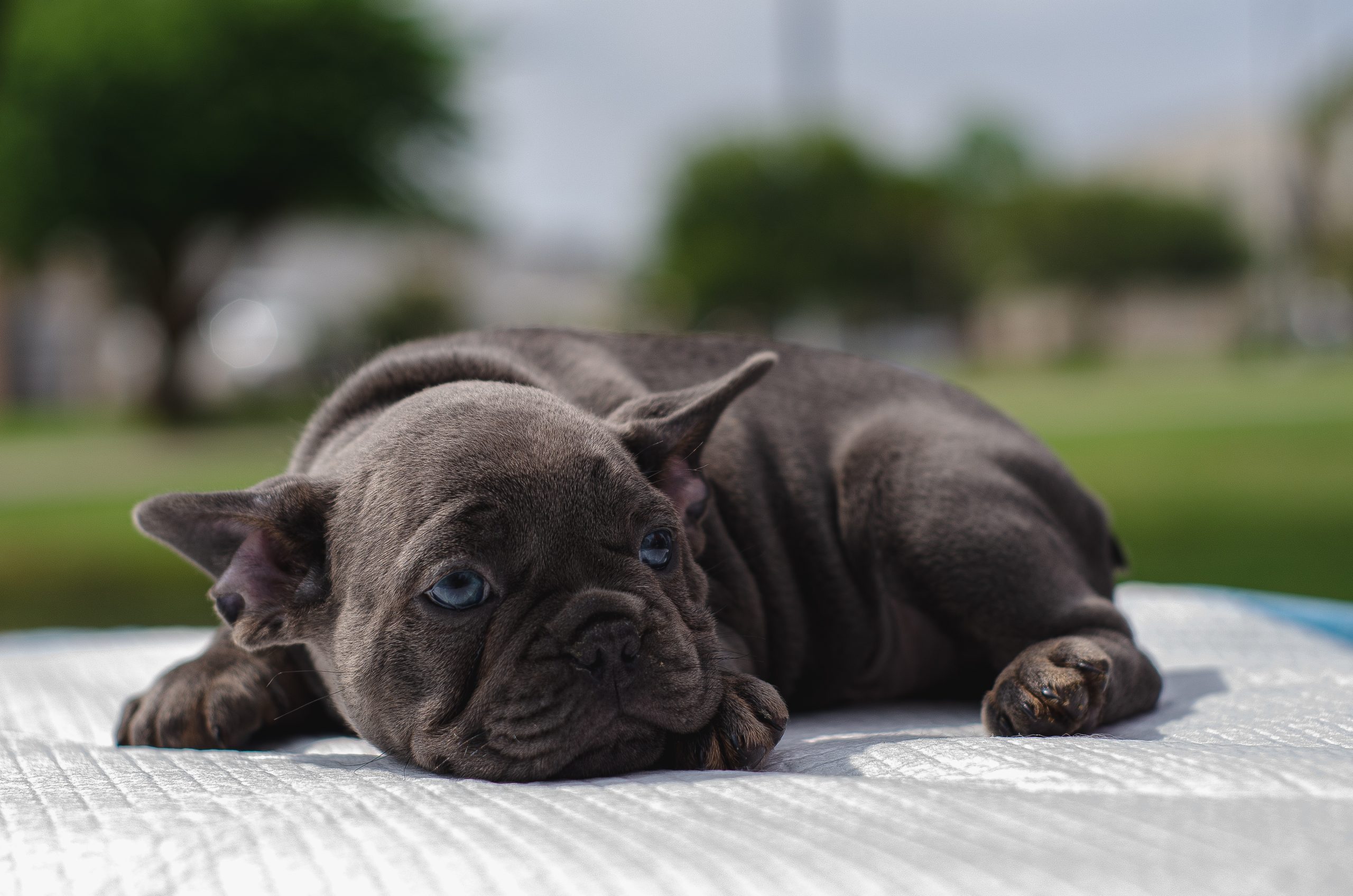 Puppy lying on a training pee pad, representing indoor potty training and routine building for new dogs