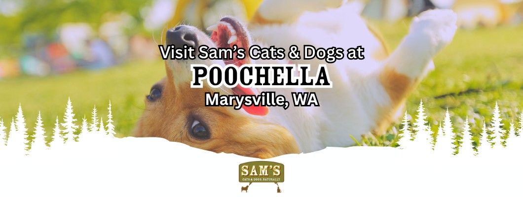 Dog playing in grass at Poochella event in Marysville, WA featuring Sam&rsquo;s Cats & Dogs