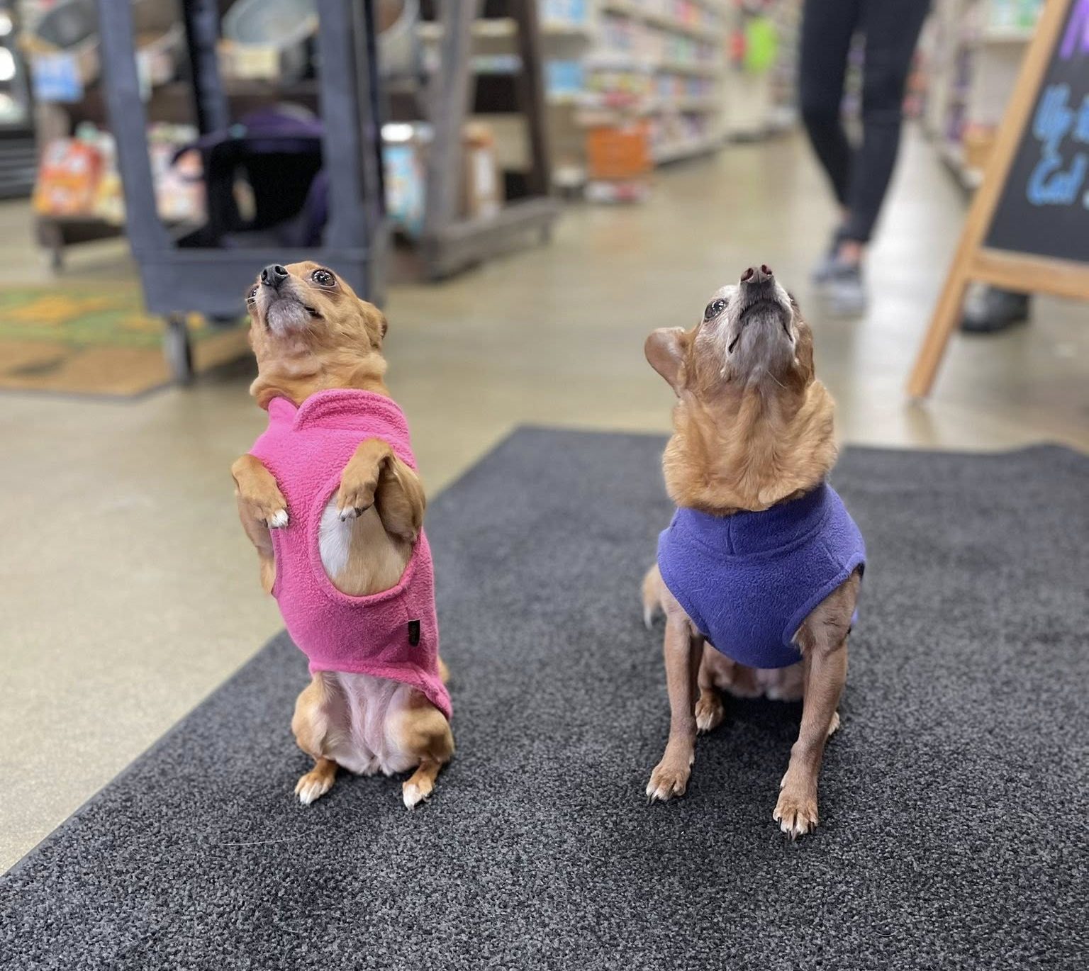 two small dogs wearing sweaters sitting upright and looking up for treats inside Sam’s Cats & Dogs Naturally pet store in Everett Washington